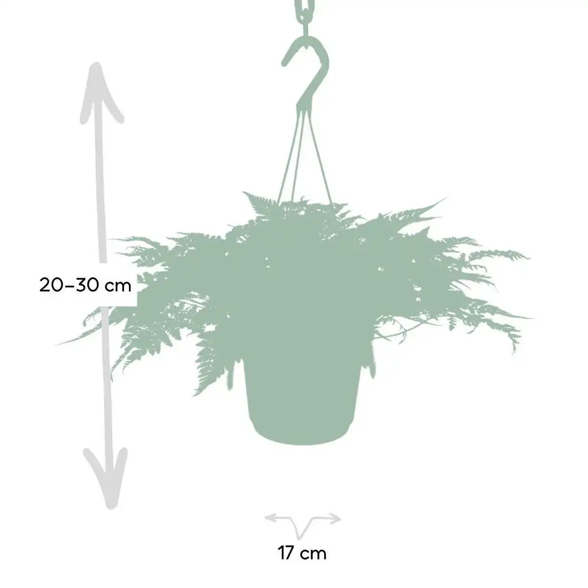 Humata Tyermannii Hang - Hasenfußfarn - Ø17cm - ↕20cm - HomeDesign Knaus
