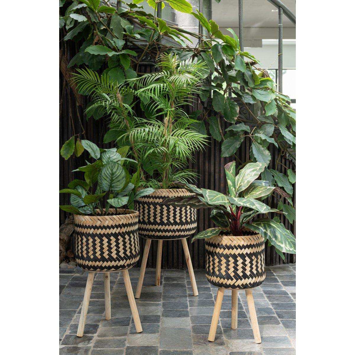 J-Line Bergpalme im Kunststofftopf Grün/Schwarz Klein - HomeDesign Knaus