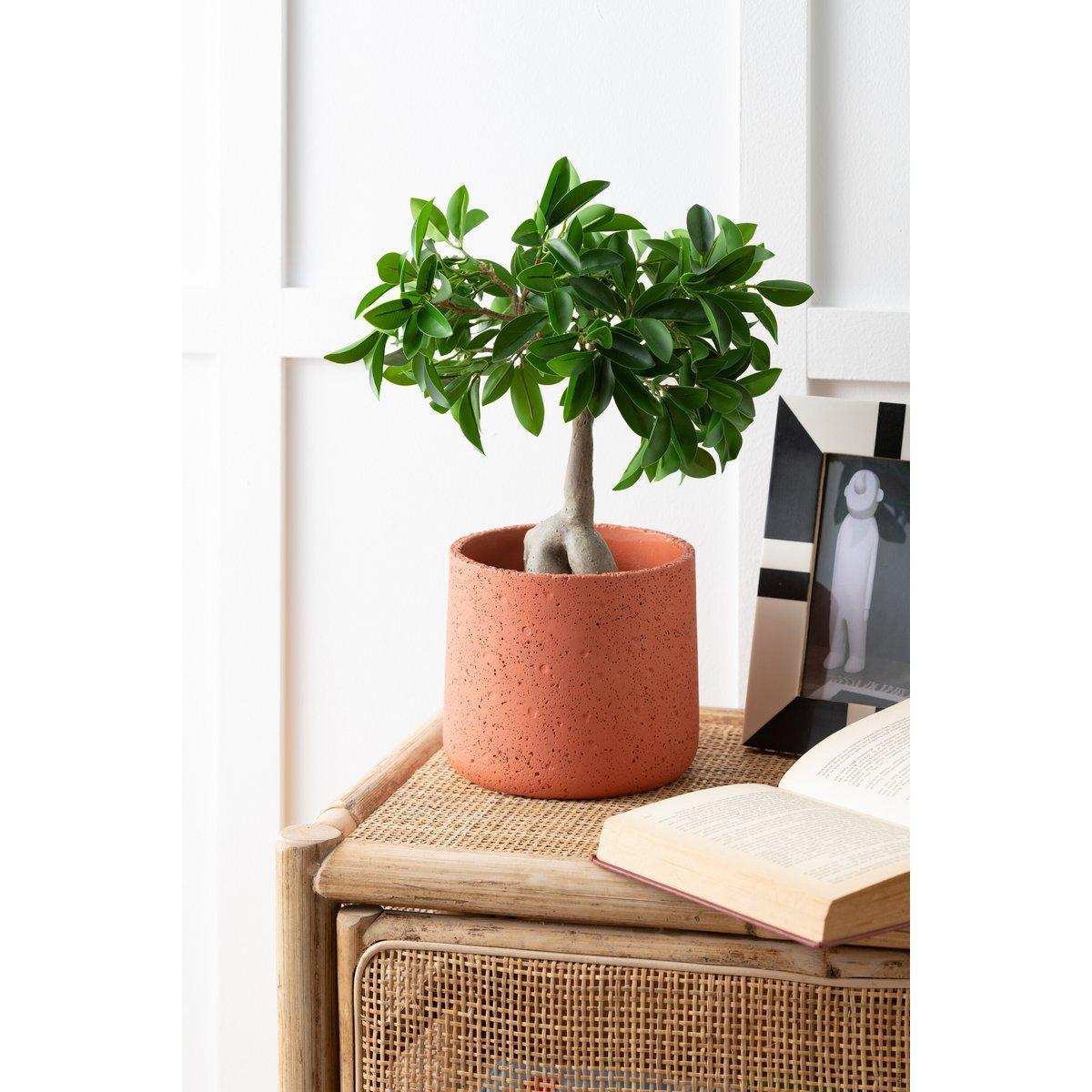 J-Line Blumentopf Potine – Zement – Teracotta – groß – Ø 19,00 cm - HomeDesign Knaus