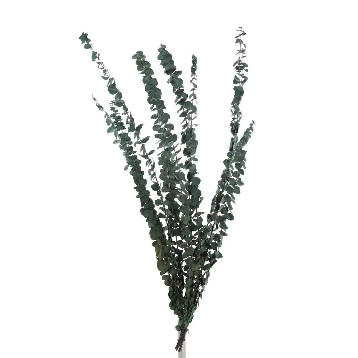 J-Line Bundle Eucalyptus Finely Dried Green - HomeDesign Knaus