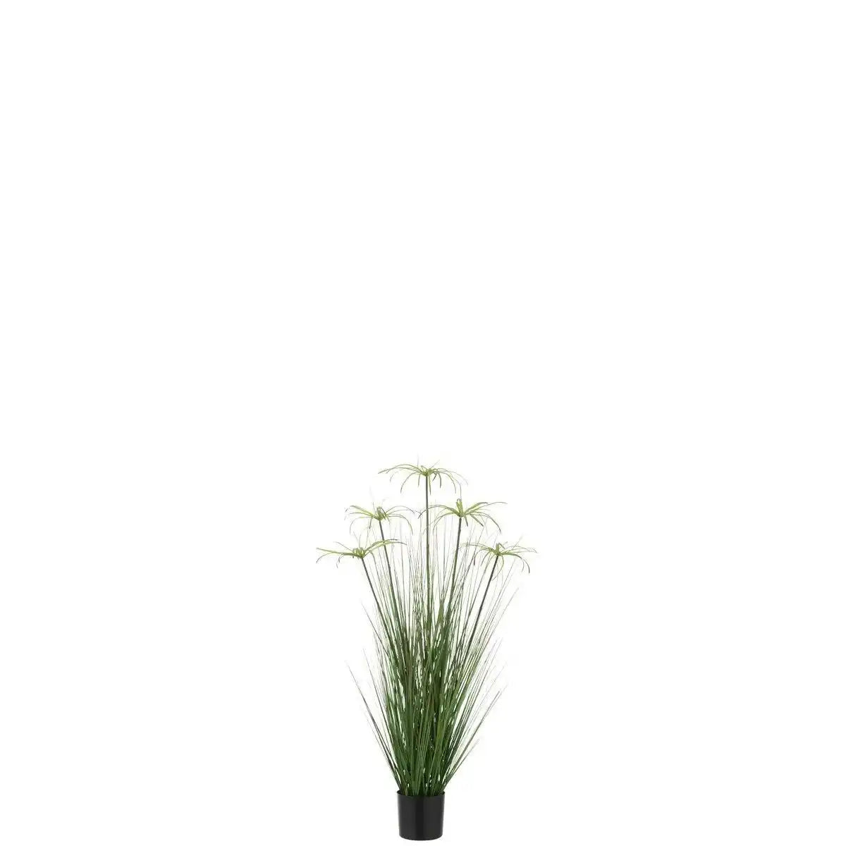 J-Line Cyperus Alternifolius 5 Koppen im Topf PVC Grün Klein - HomeDesign Knaus