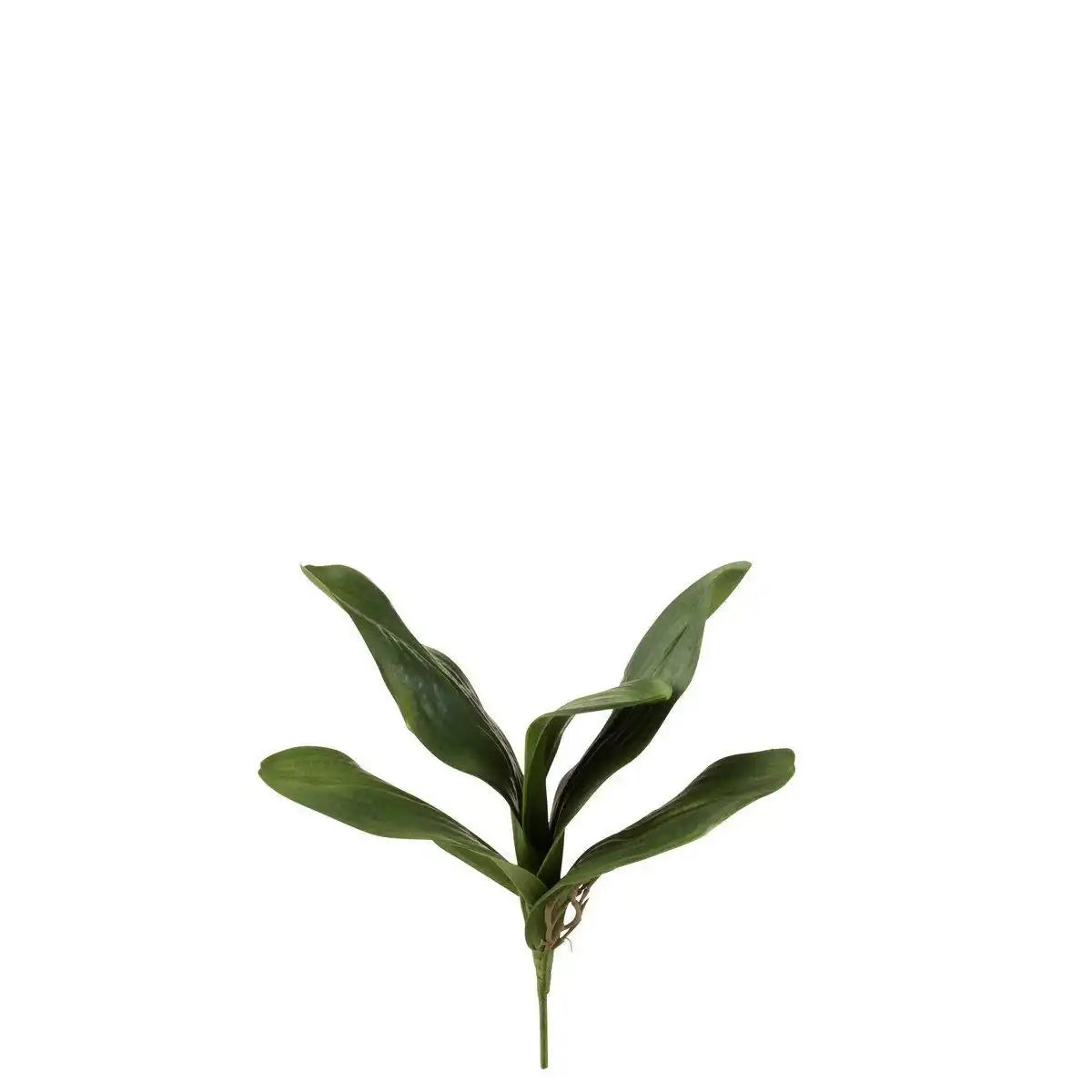 J-Line Leaves Orchid Plastic Green - HomeDesign Knaus