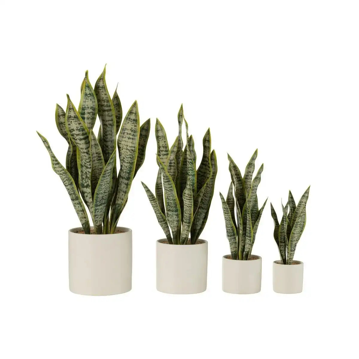 J-Line Plant Sansevieria im Topf PVC Grün Extra Large - HomeDesign Knaus