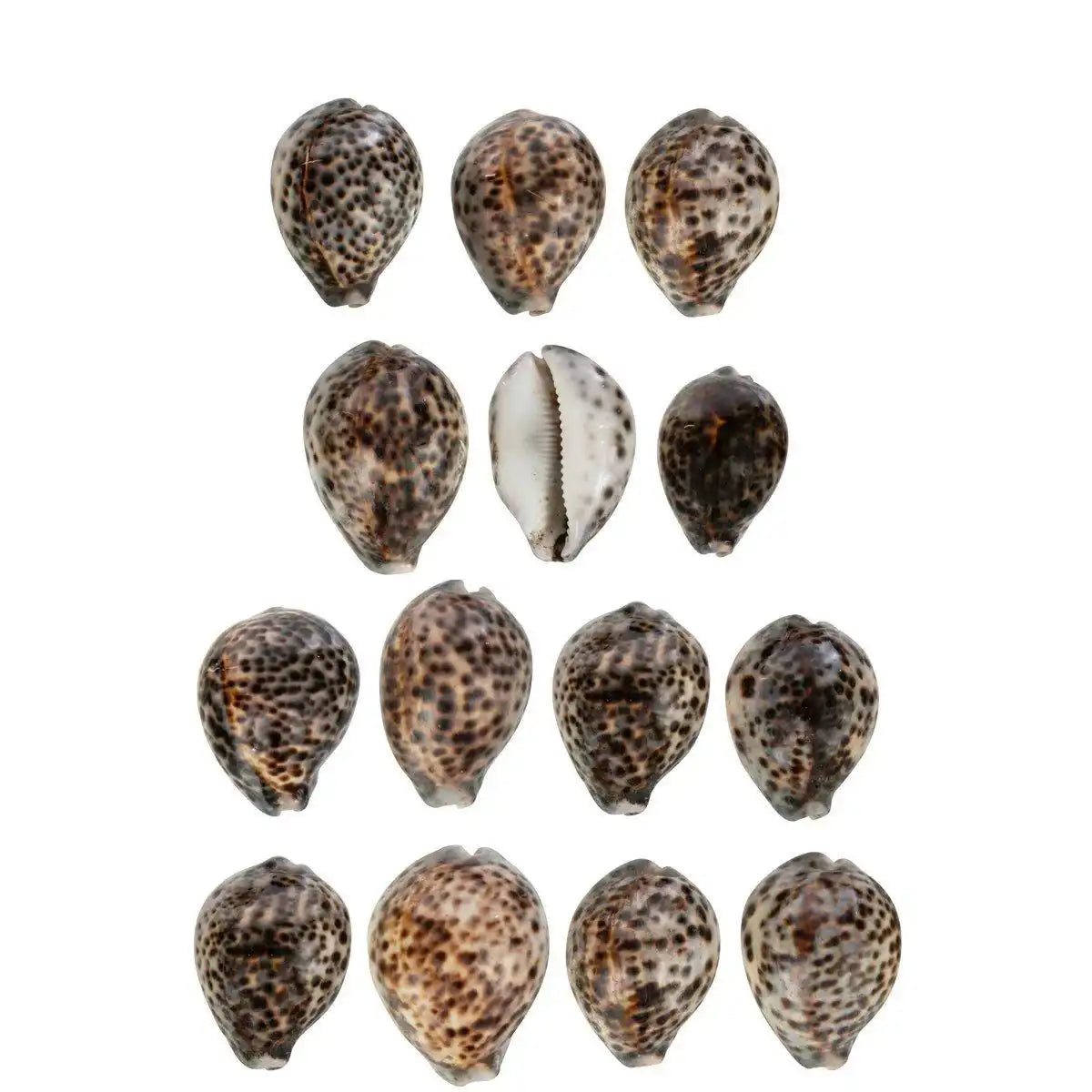 J-Line Set mit 14 Tigermuscheln, Muschel natur - HomeDesign Knaus