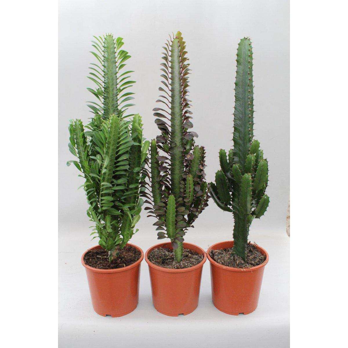 Kaktus-Wüstenmischung (Euphorbia) – 3 Stück – Ø17 cm – ↕70 cm - HomeDesign Knaus
