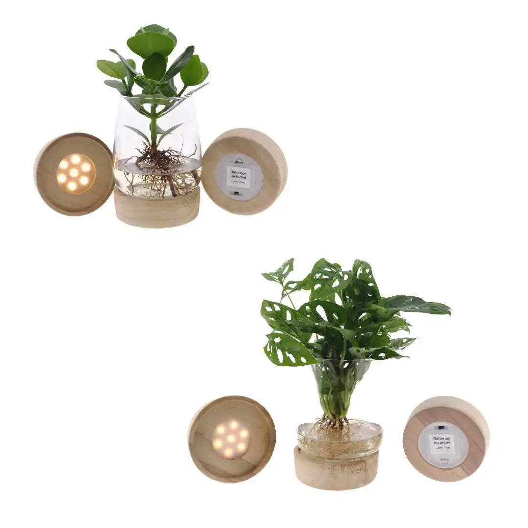 Kingston Glas + LED Duo Monstera/Clusia - 2 Stück - Ø12cm - ↕30cm - HomeDesign Knaus