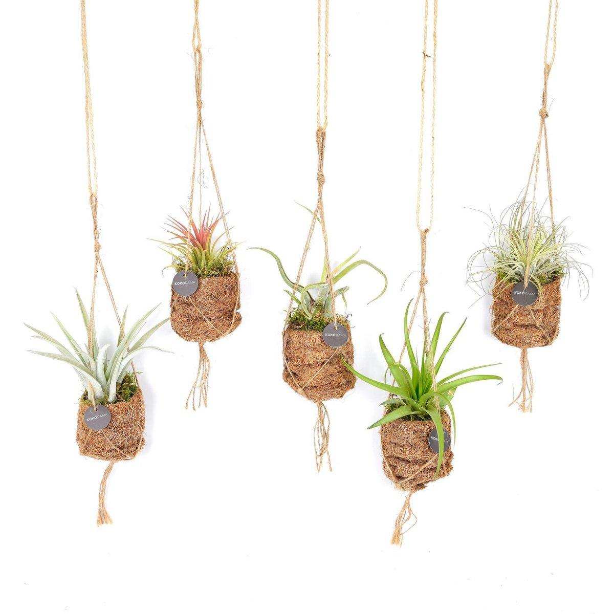Kokodama Birdnest Tillandsia Mix - 8 Stück - Ø7cm - ↕5cm - HomeDesign Knaus