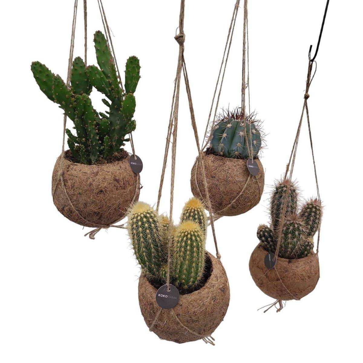 Kokodama-Kaktus-Mix – 4 Stück – Ø12 cm – ↕20 cm - HomeDesign Knaus