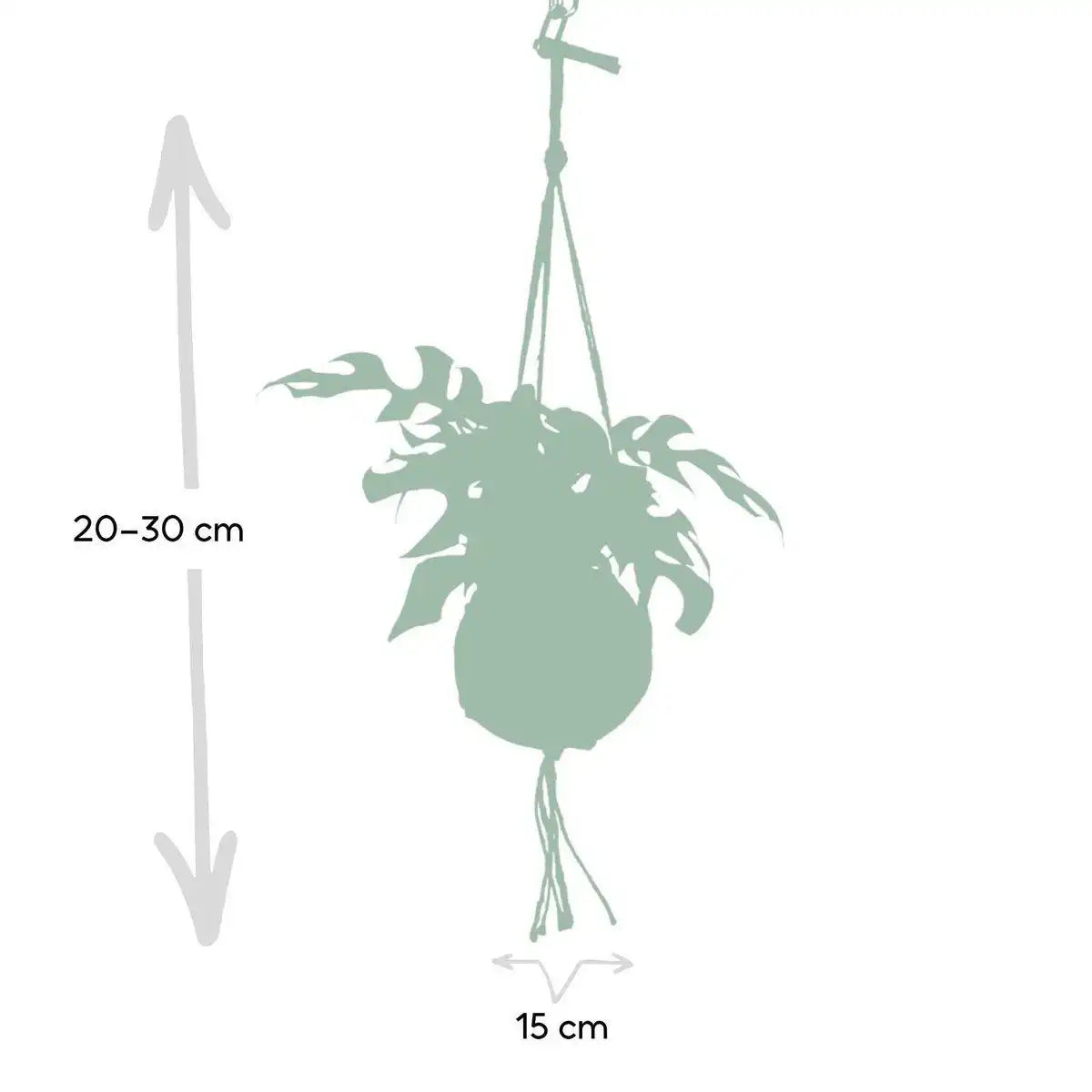 Kokodama Monstera Minima Hang – Lochpflanze – Ø15 cm – ↕25 cm - HomeDesign Knaus