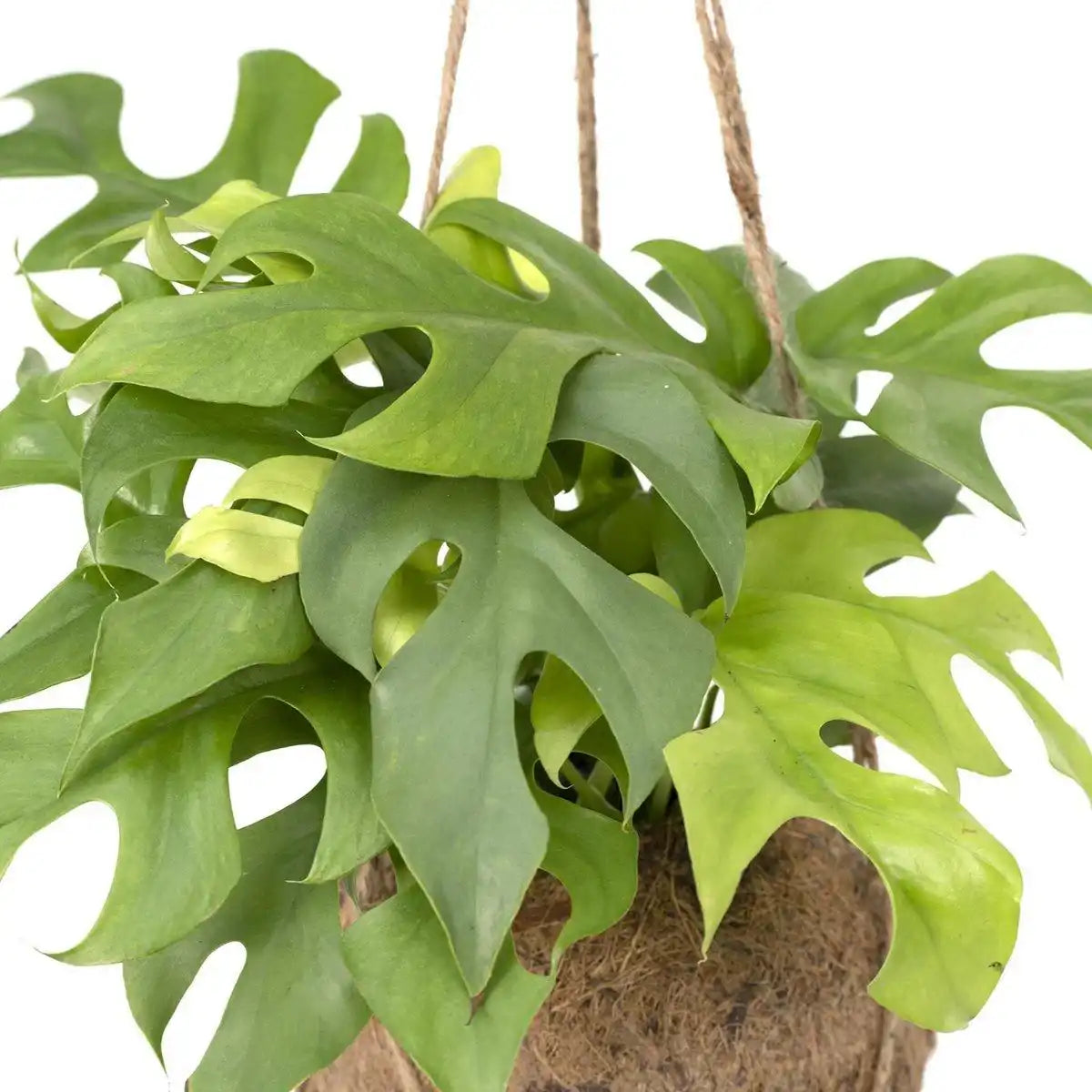 Kokodama Monstera Minima Hang – Lochpflanze – Ø15 cm – ↕25 cm - HomeDesign Knaus