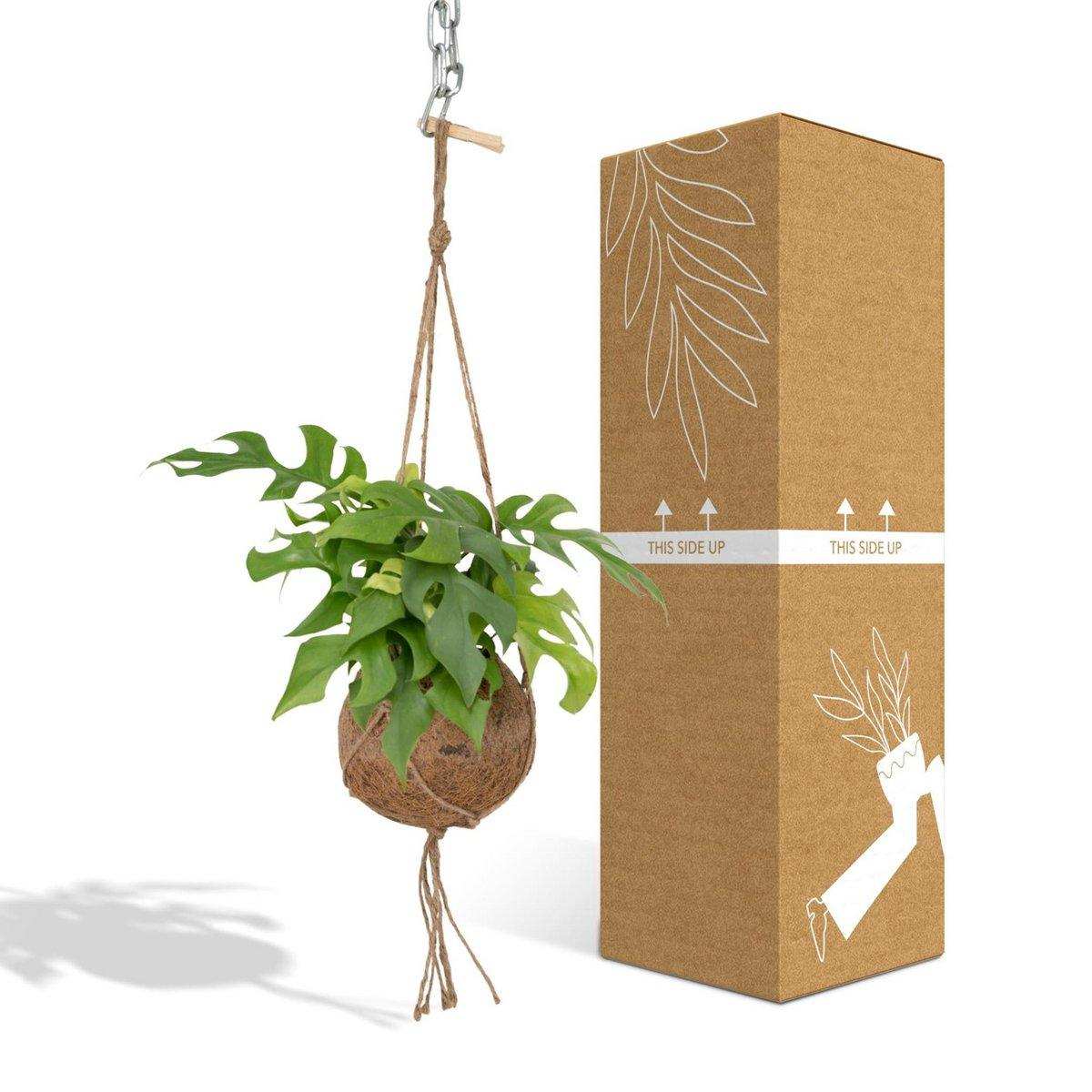 Kokodama Monstera Minima Hang – Lochpflanze – Ø15 cm – ↕25 cm - HomeDesign Knaus