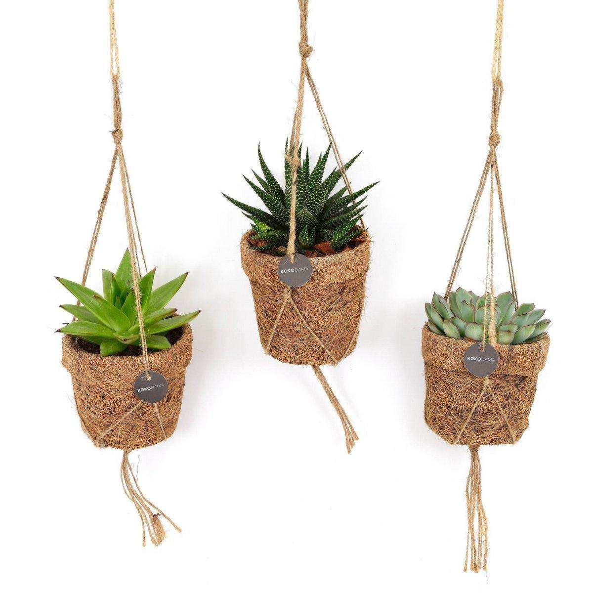 Kokopot String Sukkulenten-Mix – 3 Stück – Ø10 cm – ↕15 cm - HomeDesign Knaus