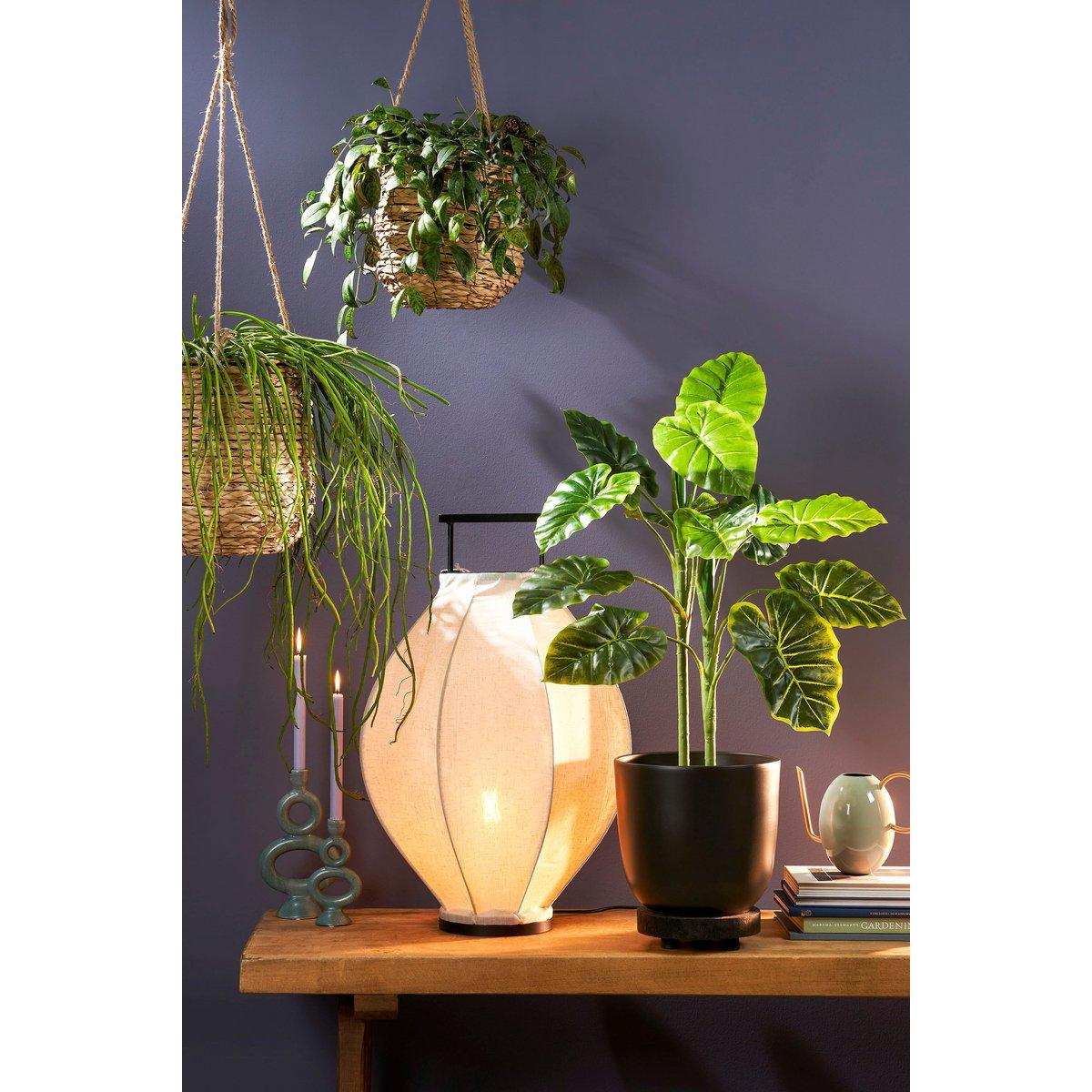 Künstliche Pflanze Alocasia im Blumentopf – H100 x Ø50 cm – Grün - HomeDesign Knaus