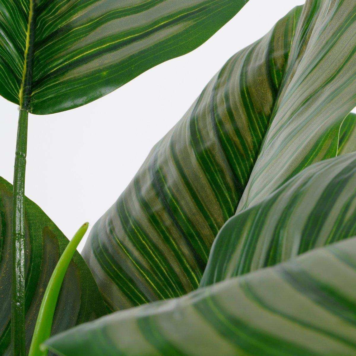 Künstliche Pflanze Calathea Orbifolia – H90 x Ø60 cm – Grün - HomeDesign Knaus