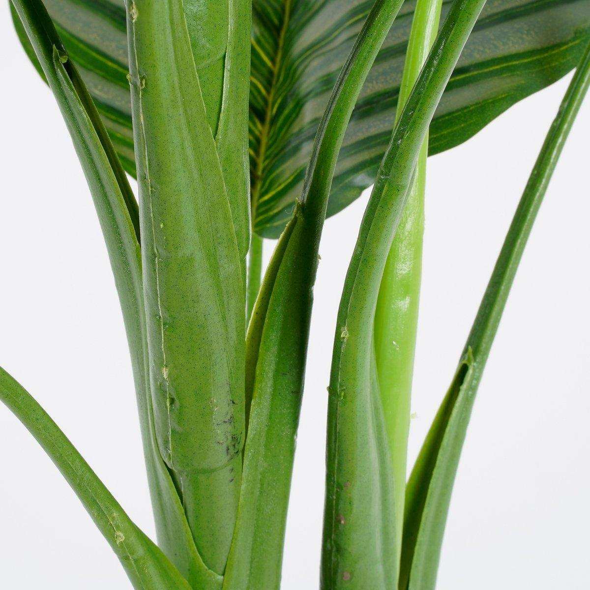 Künstliche Pflanze Calathea Orbifolia – H90 x Ø60 cm – Grün - HomeDesign Knaus