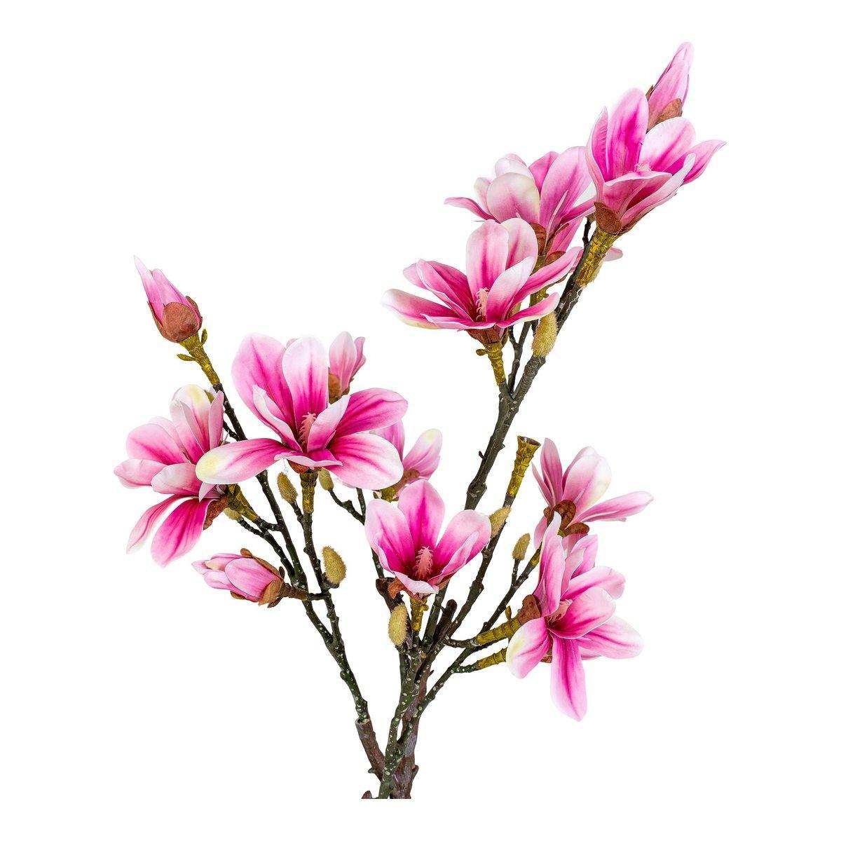 Magnolienbaum - Grün, Rosa - HomeDesign Knaus