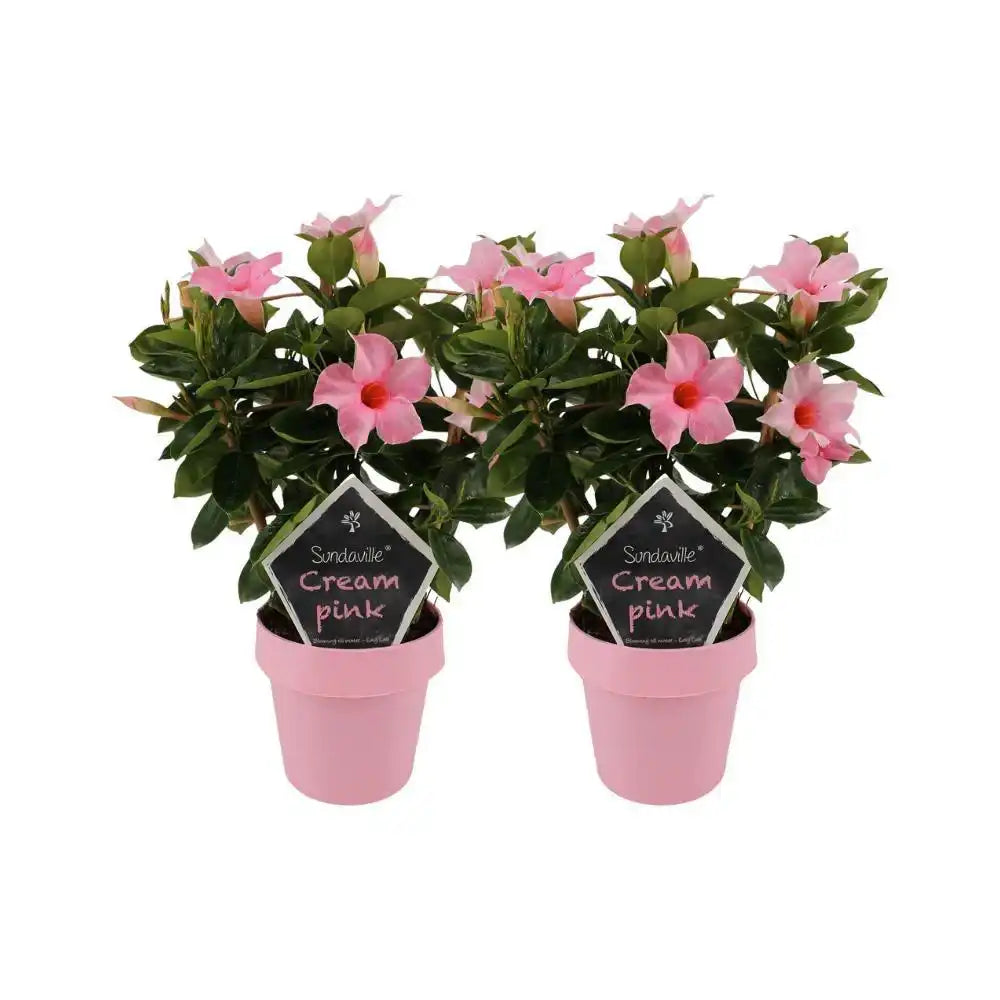 Mandevilla Sundaville Cream Pink auf Weiß - 2 Stück - Ø14cm - ↕40cm - HomeDesign Knaus