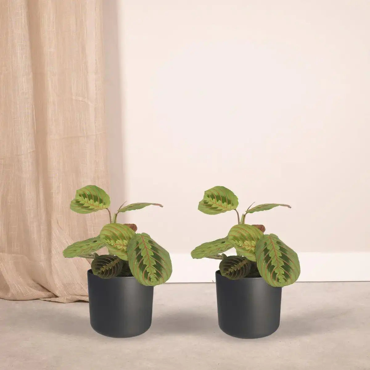 Maranta Fascinator – Arrowroot – 2 Stück – 20 cm – ø12 - HomeDesign Knaus