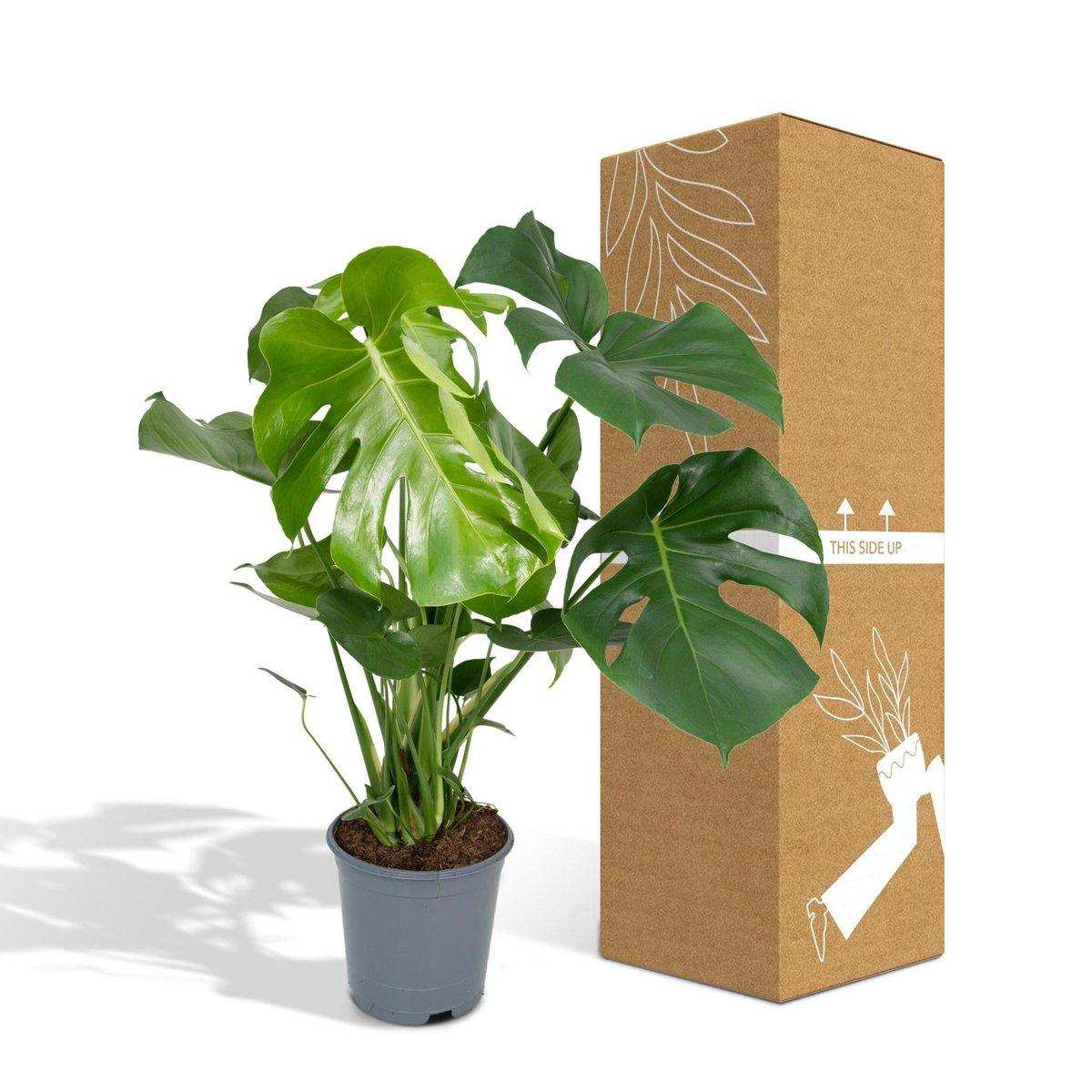 Monstera Deliciosa - Lochpflanze - Ø21cm - ↕65cm - HomeDesign Knaus