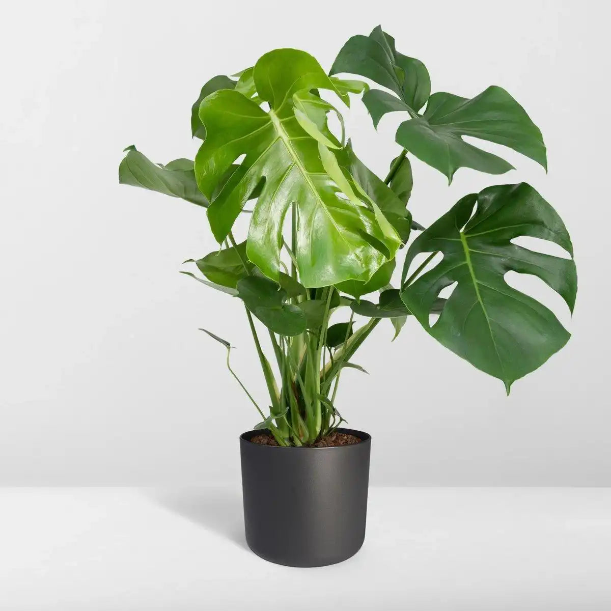 Monstera Deliciosa - Lochpflanze - Ø21cm - ↕65cm - HomeDesign Knaus