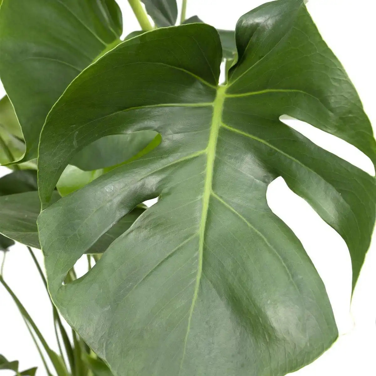 Monstera Deliciosa - Lochpflanze - Ø21cm - ↕65cm - HomeDesign Knaus