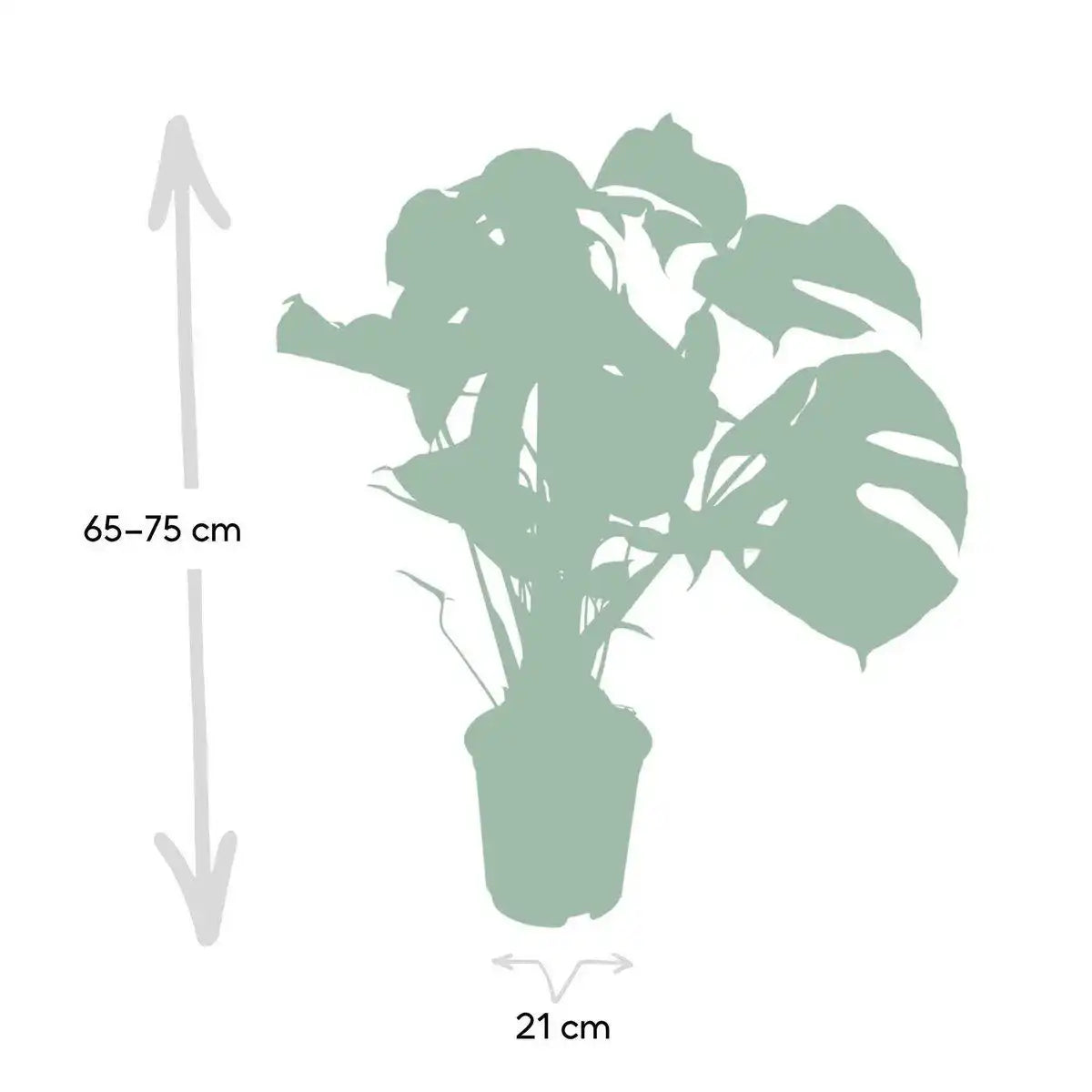 Monstera Deliciosa - Lochpflanze - Ø21cm - ↕65cm - HomeDesign Knaus