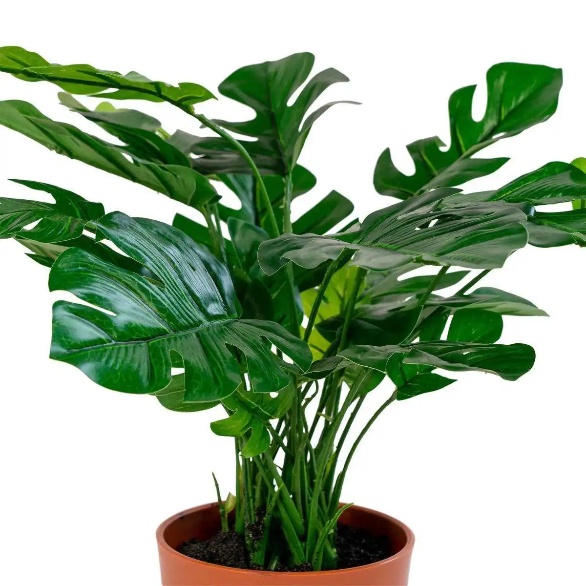 Monstera - HomeDesign Knaus