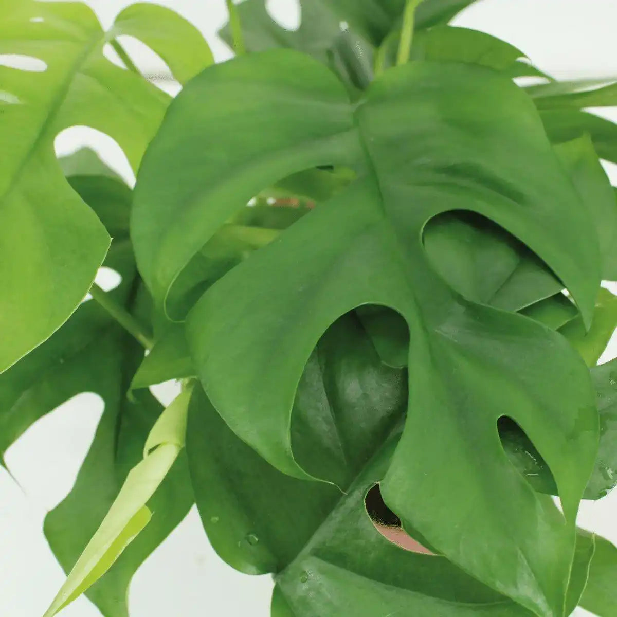 Monstera Minima - Lochpflanze - 2 Stück - ø15cm - ↕25cm - HomeDesign Knaus