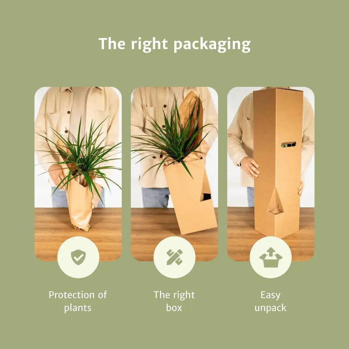Monstera Minima - Lochpflanze - 2 Stück - ø15cm - ↕25cm - HomeDesign Knaus