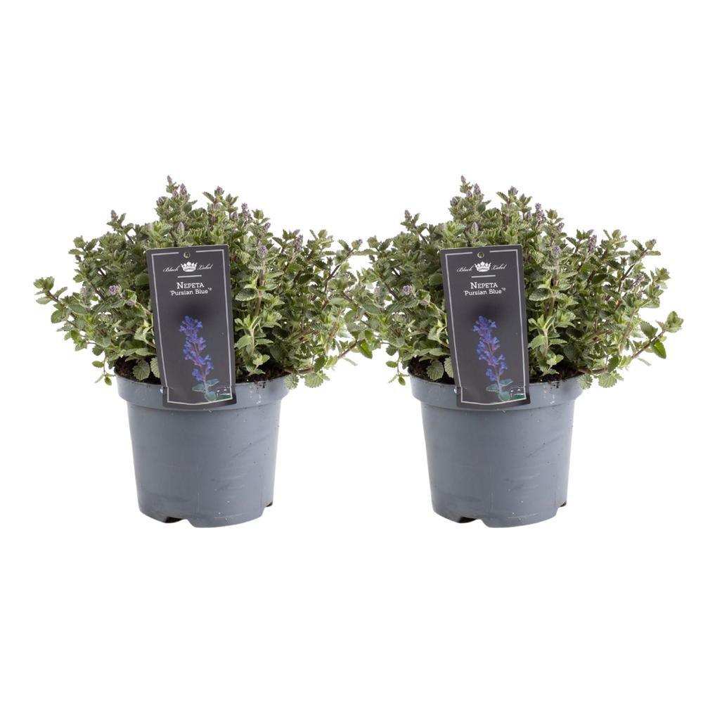 Nepeta Purrsian Blue - 2 Stück - Ø19cm - ↕40cm - HomeDesign Knaus