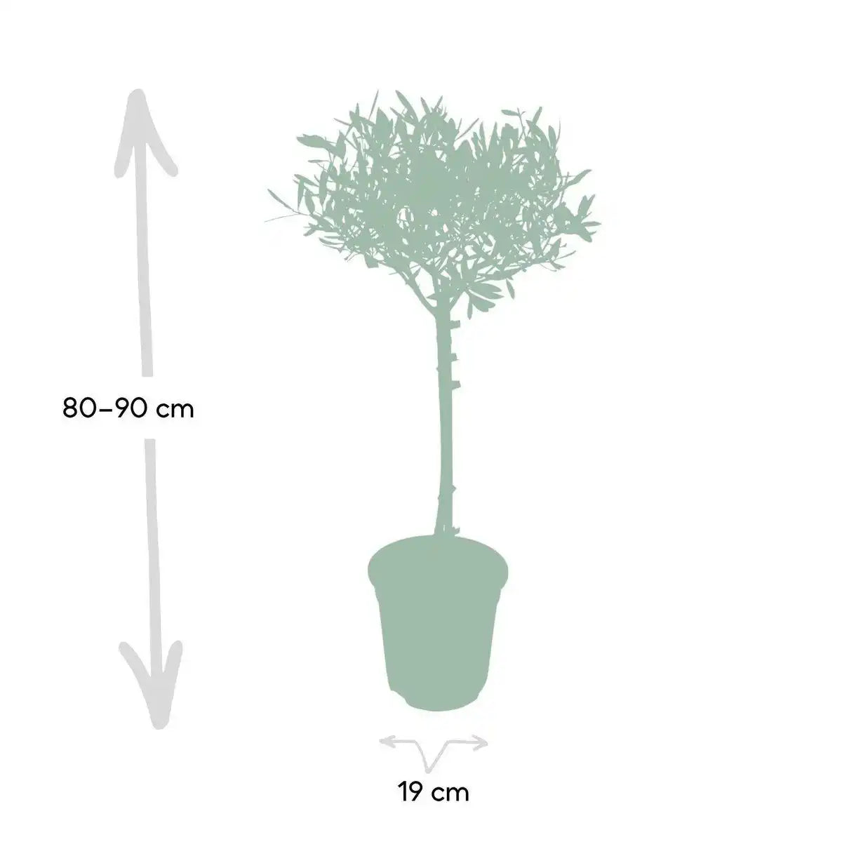 Olea auf Stiel - Olive - Ø19cm - ↕90cm - HomeDesign Knaus