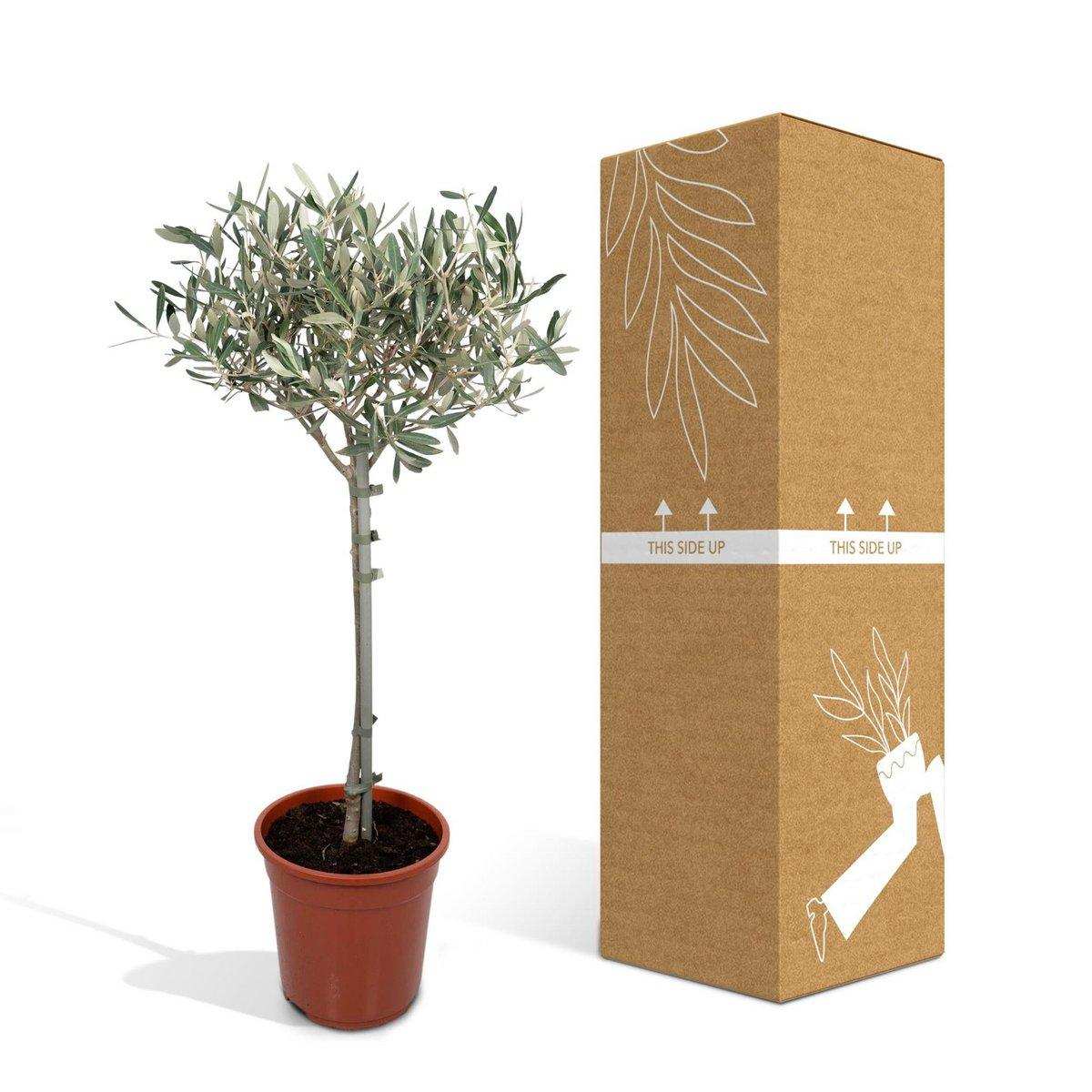 Olea auf Stiel - Olive - Ø19cm - ↕90cm - HomeDesign Knaus
