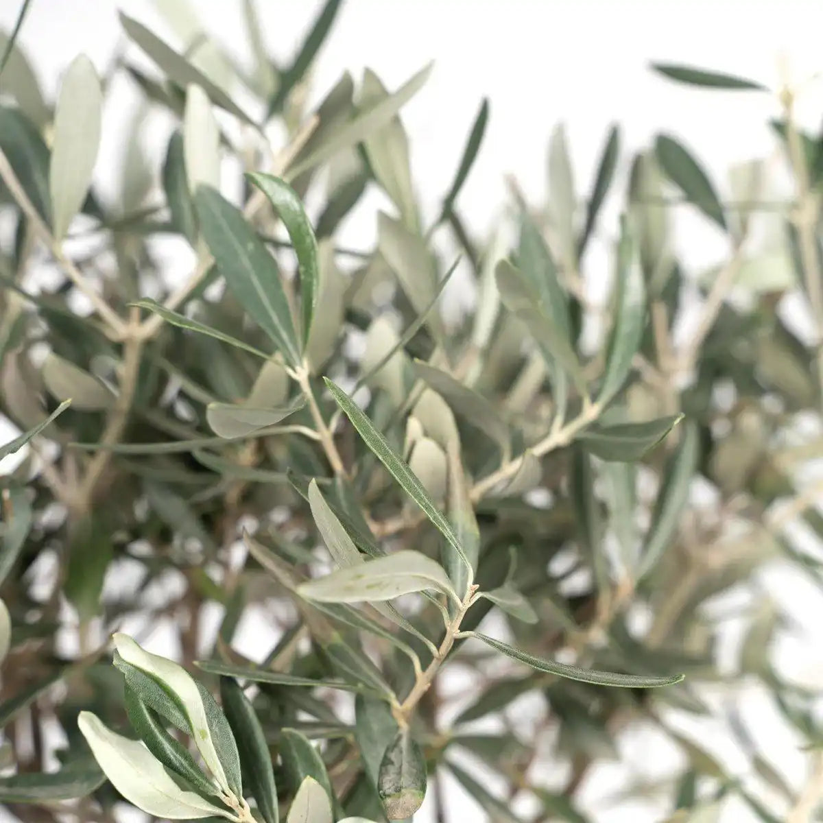 Olea auf Stiel - Olive - Ø19cm - ↕90cm - HomeDesign Knaus