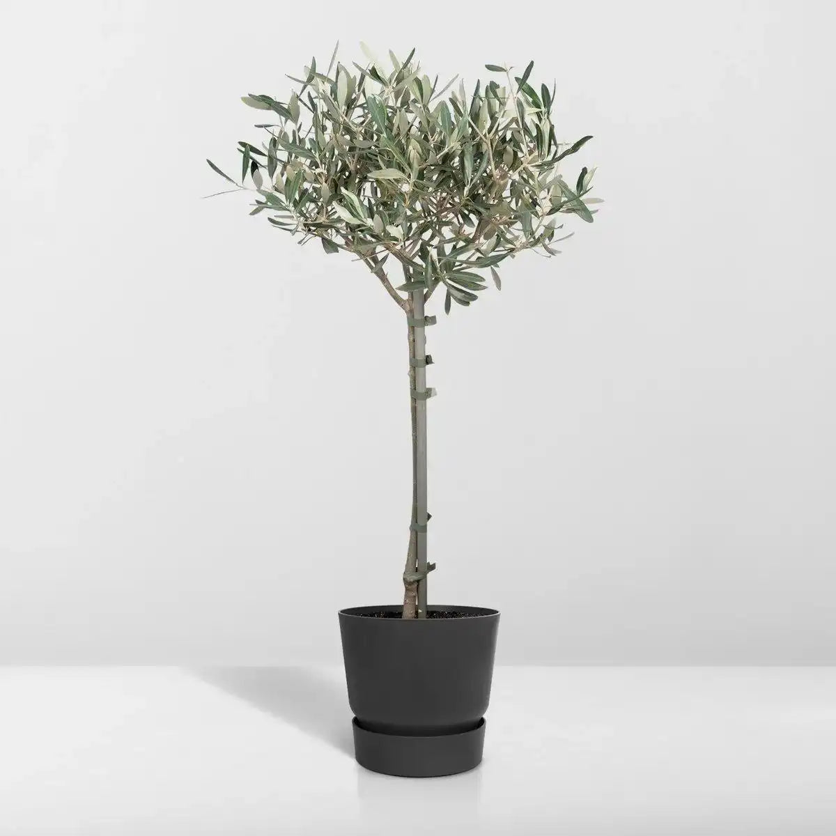 Olea auf Stiel - Olive - Ø19cm - ↕90cm - HomeDesign Knaus
