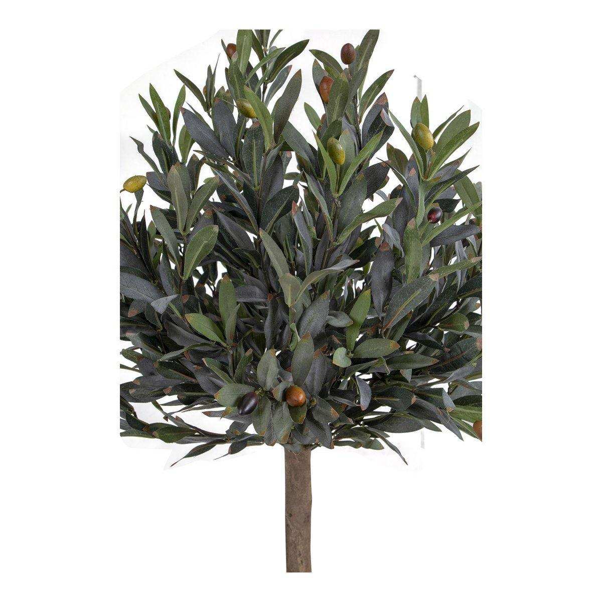 Olivenbaum - HomeDesign Knaus