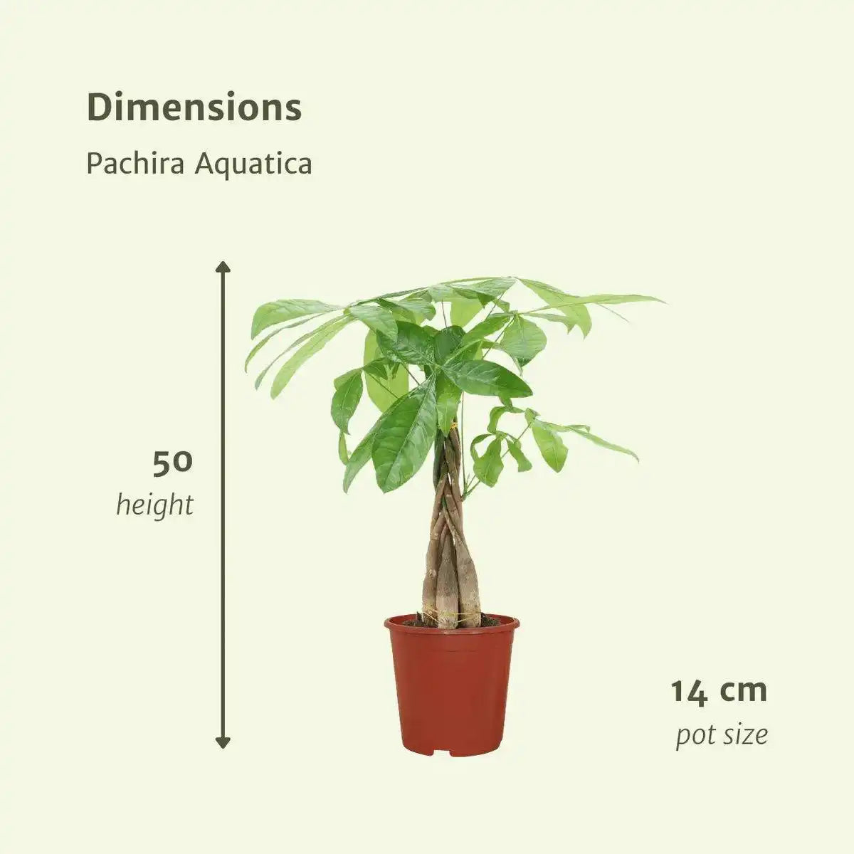 Pachira Aquatica - Geldbaum - 2 Stück - ø14cm - ↕50cm - HomeDesign Knaus