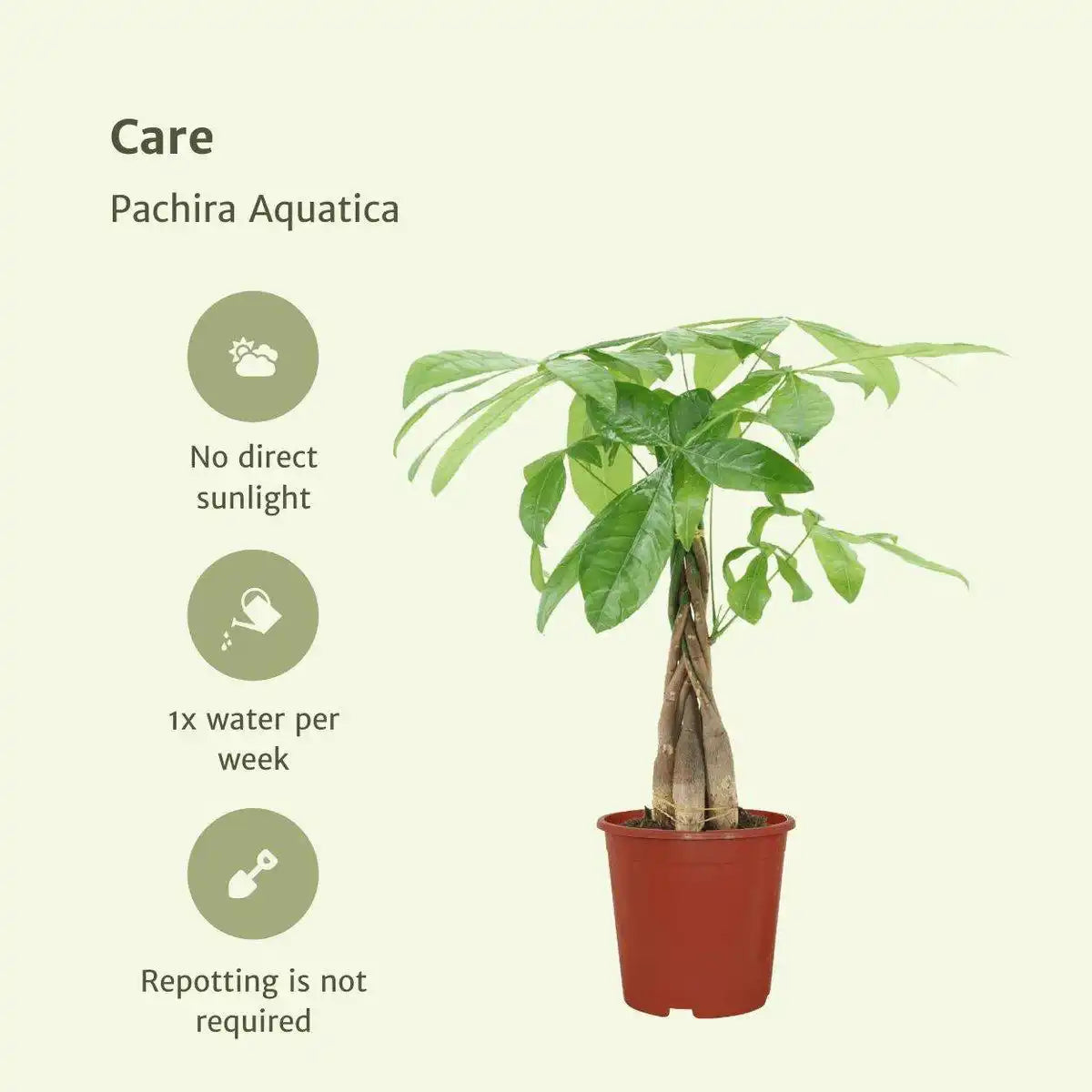 Pachira Aquatica - Geldbaum - 2 Stück - ø14cm - ↕50cm - HomeDesign Knaus