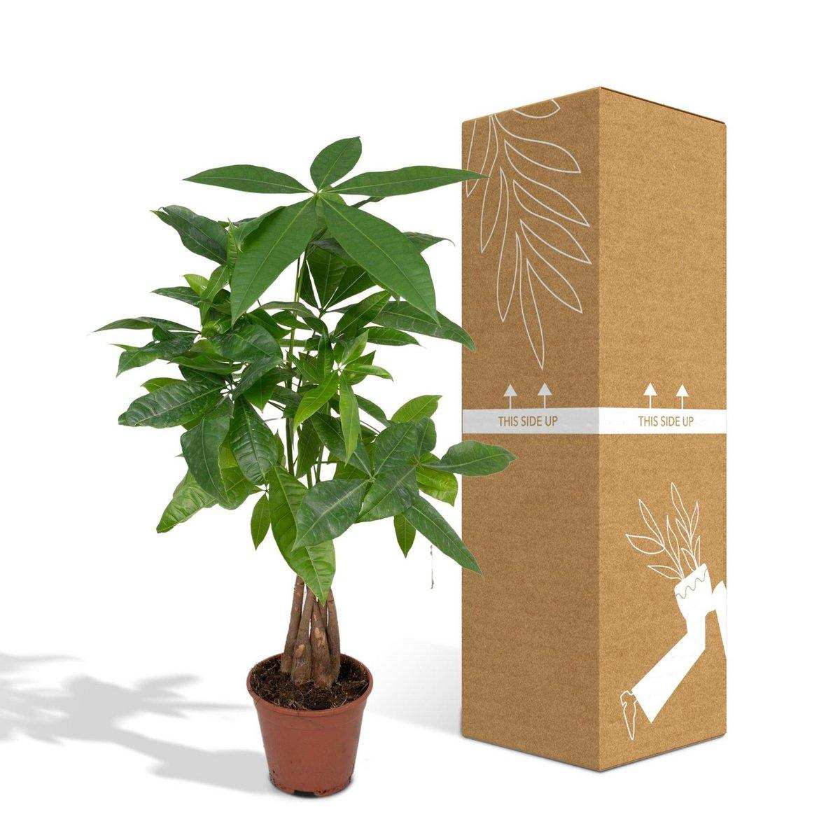Pachira Aquatica - Geldbaum - Ø14cm - ↕50cm - HomeDesign Knaus