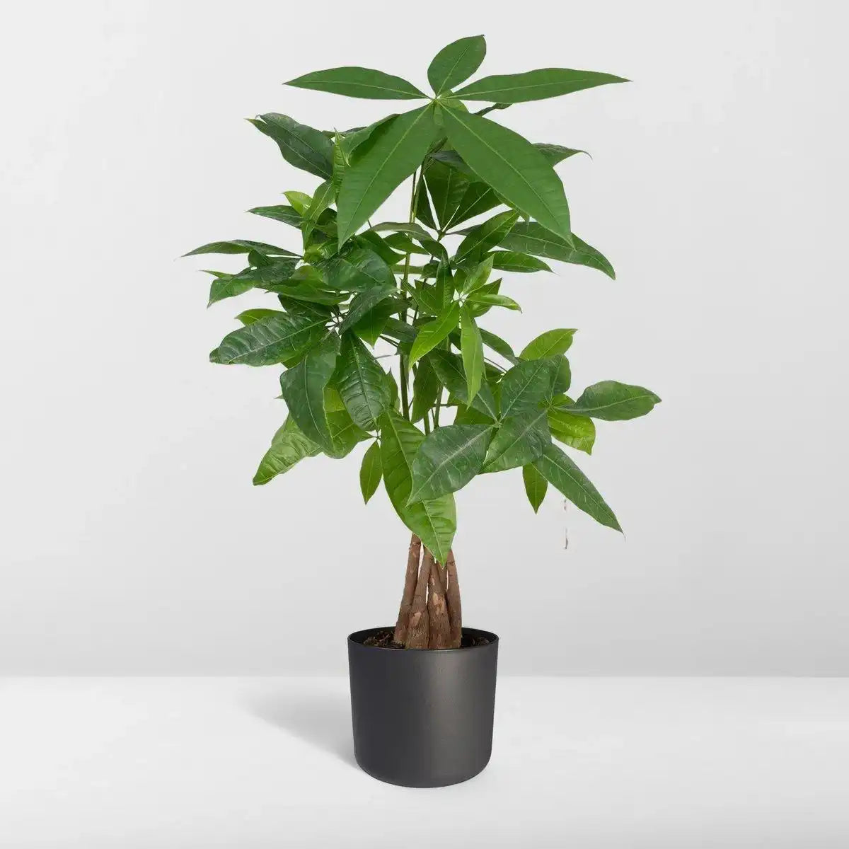 Pachira Aquatica - Geldbaum - Ø14cm - ↕50cm - HomeDesign Knaus
