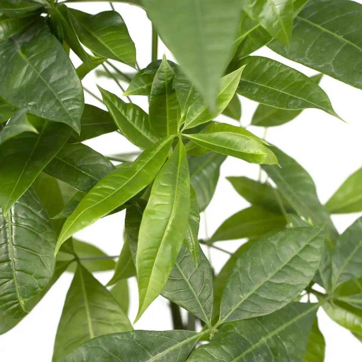 Pachira Aquatica - Geldbaum - Ø14cm - ↕50cm - HomeDesign Knaus