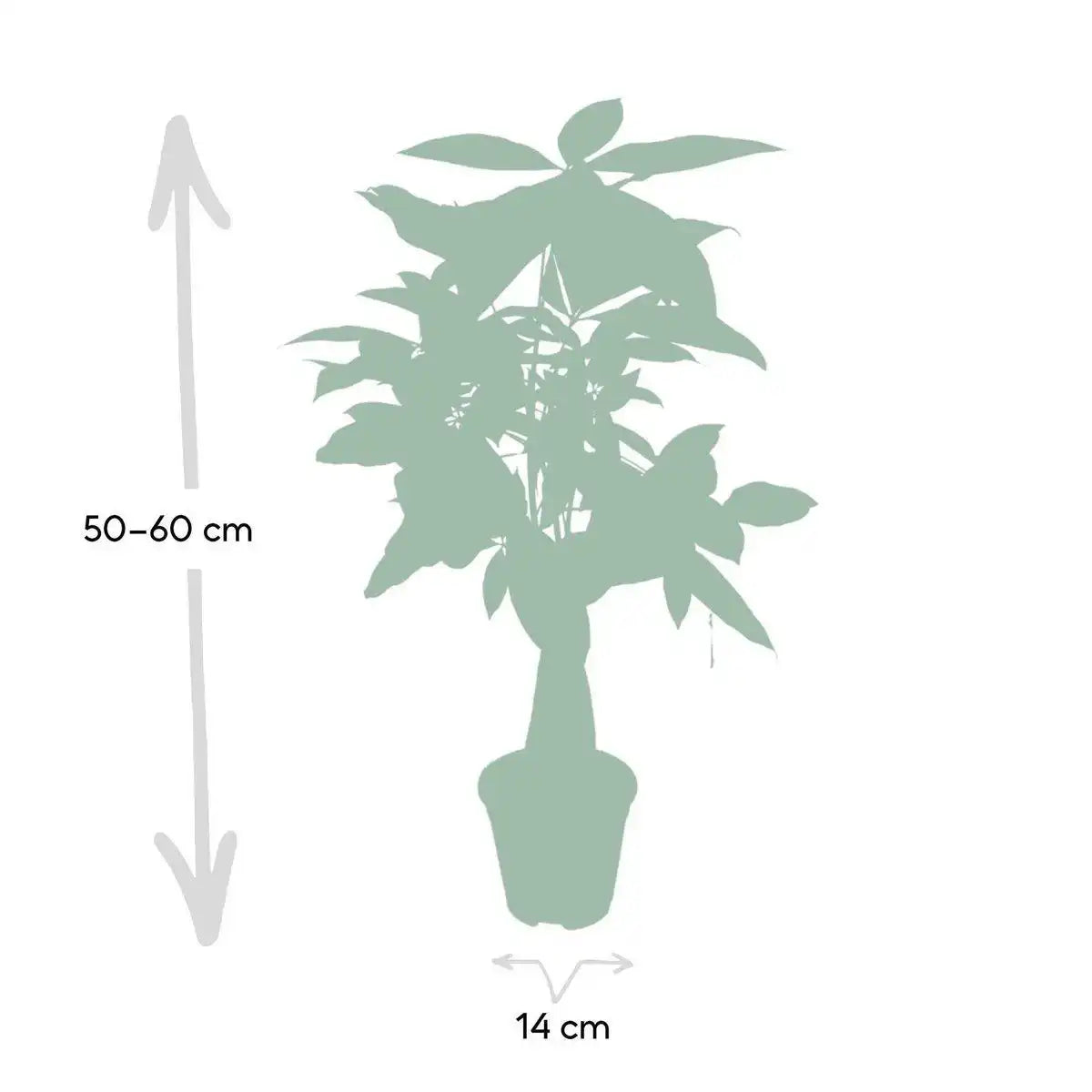 Pachira Aquatica - Geldbaum - Ø14cm - ↕50cm - HomeDesign Knaus