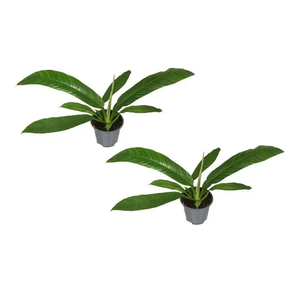 Philodendron Campiii - 2 Stück - Ø14cm - ↕40cm - HomeDesign Knaus