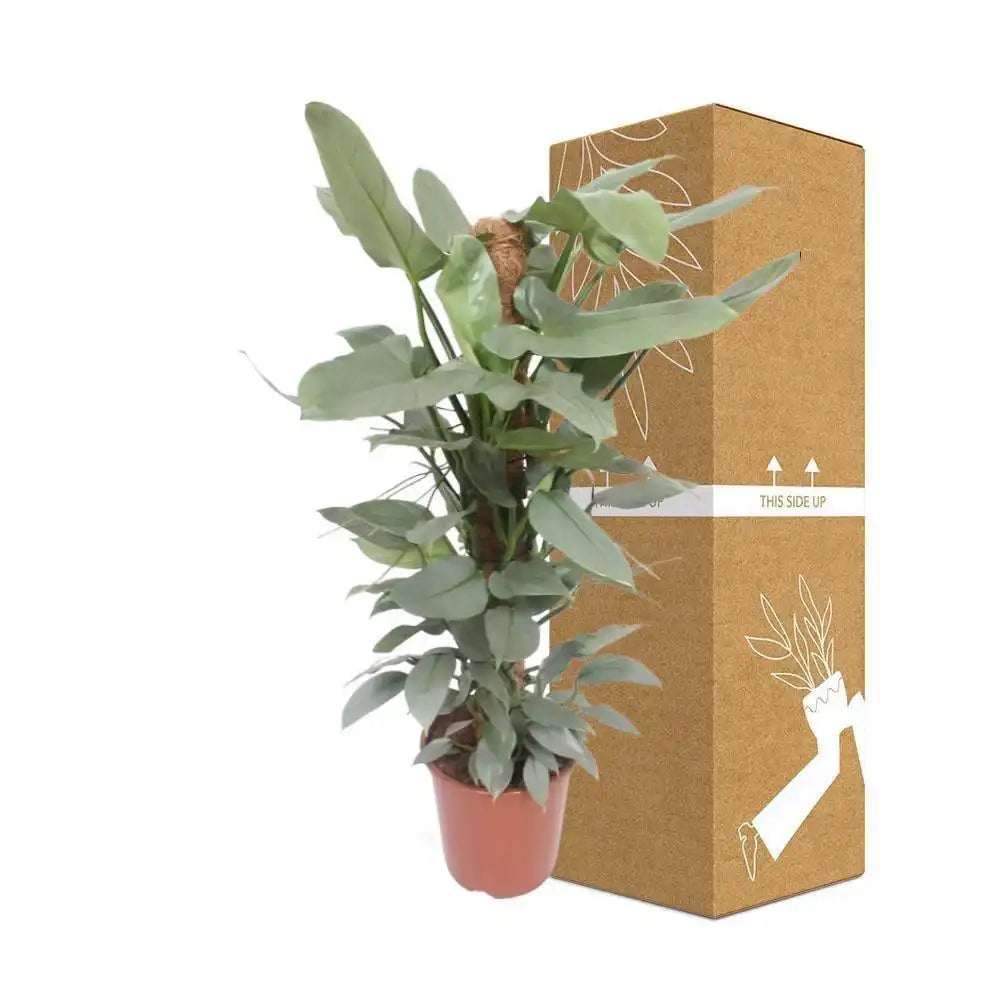 Philodendron Hastatum - Ø27cm - ↕130cm - HomeDesign Knaus