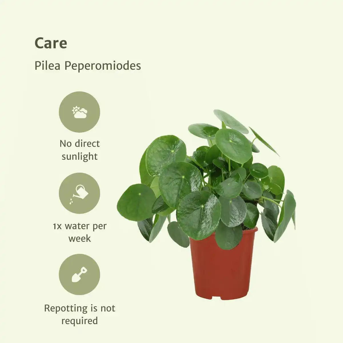 Pilea Peperomioides - Pfannkuchenpflanze - 2 Stück - ø15cm - ↕25 cm - HomeDesign Knaus