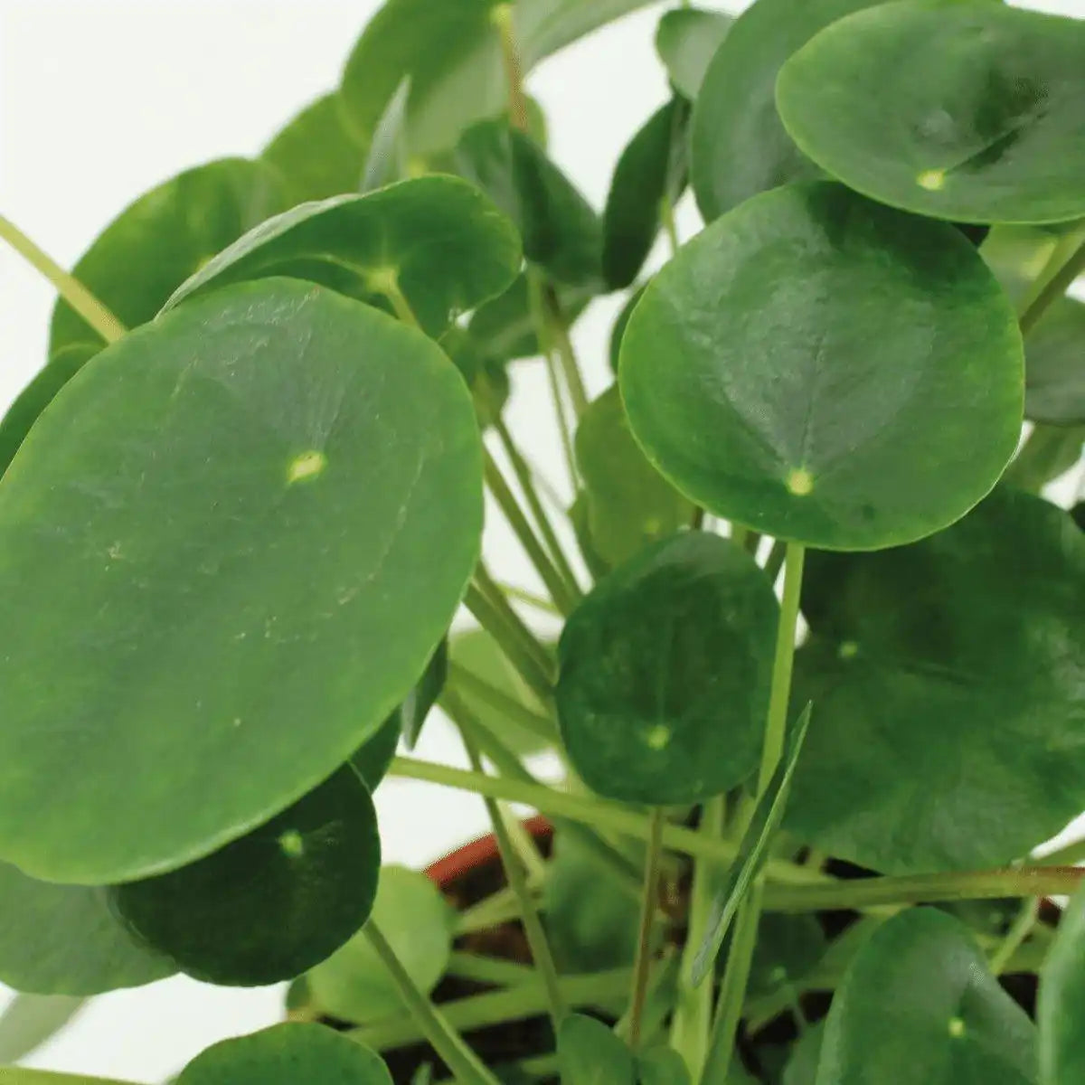 Pilea Peperomioides - Pfannkuchenpflanze - 2 Stück - ø15cm - ↕25 cm - HomeDesign Knaus