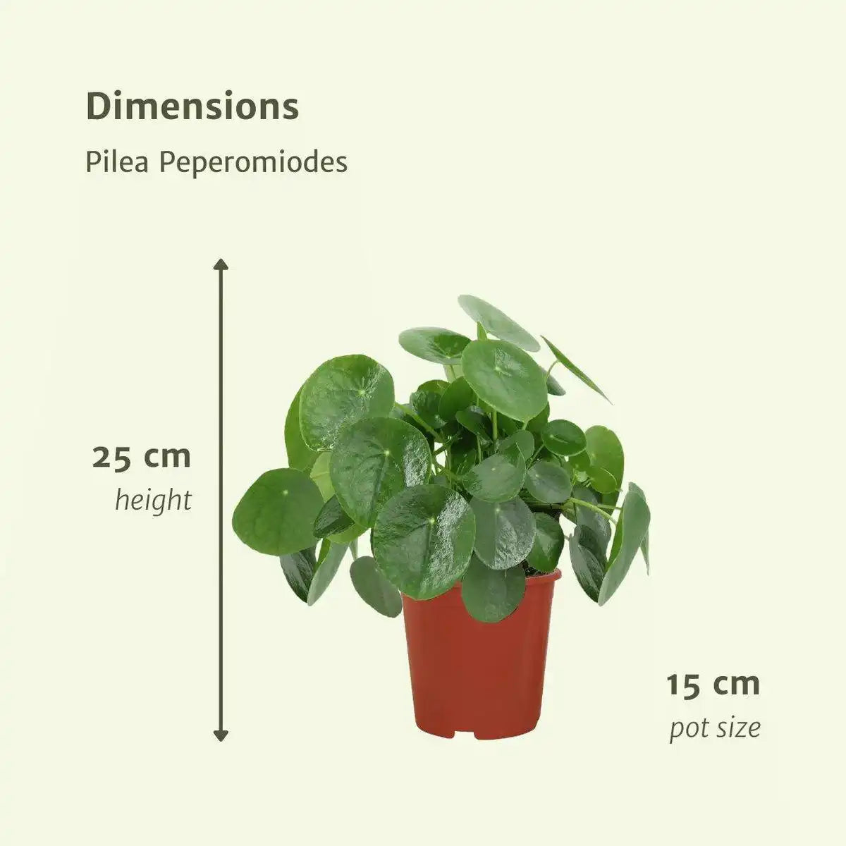 Pilea Peperomioides - Pfannkuchenpflanze - 2 Stück - ø15cm - ↕25 cm - HomeDesign Knaus