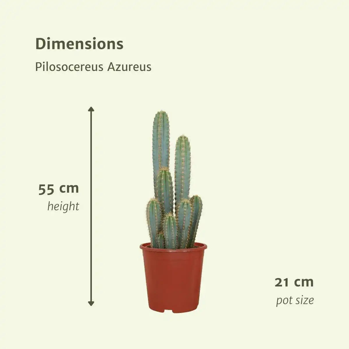 Pilosocereus Azureus - Kaktus - Ø21cm - ↕55cm - HomeDesign Knaus