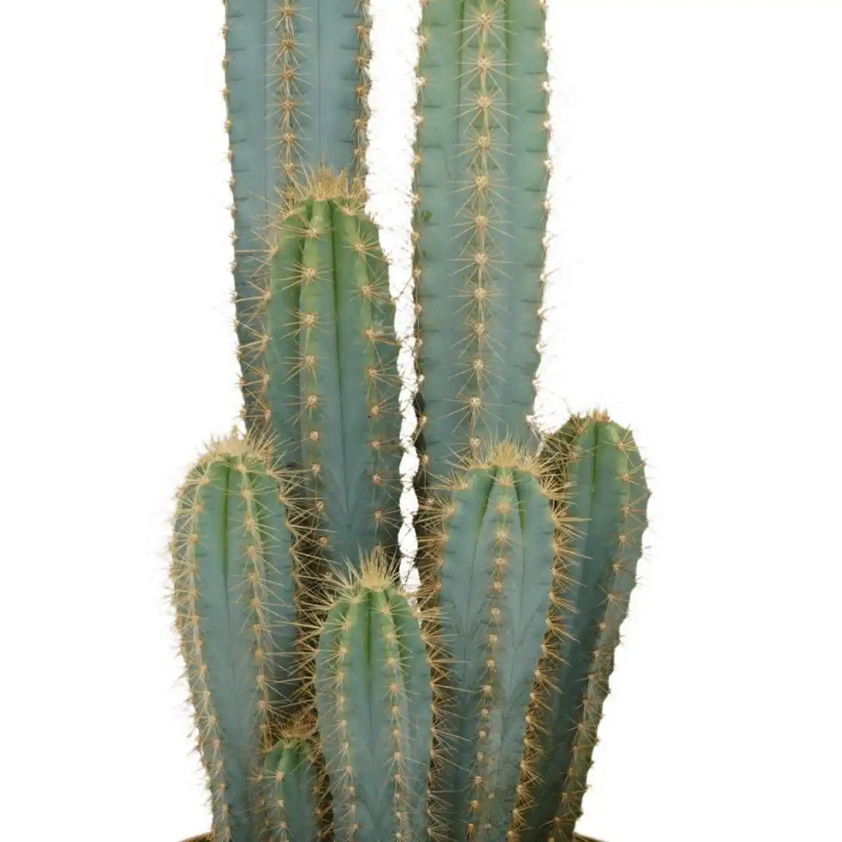 Pilosocereus Azureus - Kaktus - Ø21cm - ↕55cm - HomeDesign Knaus