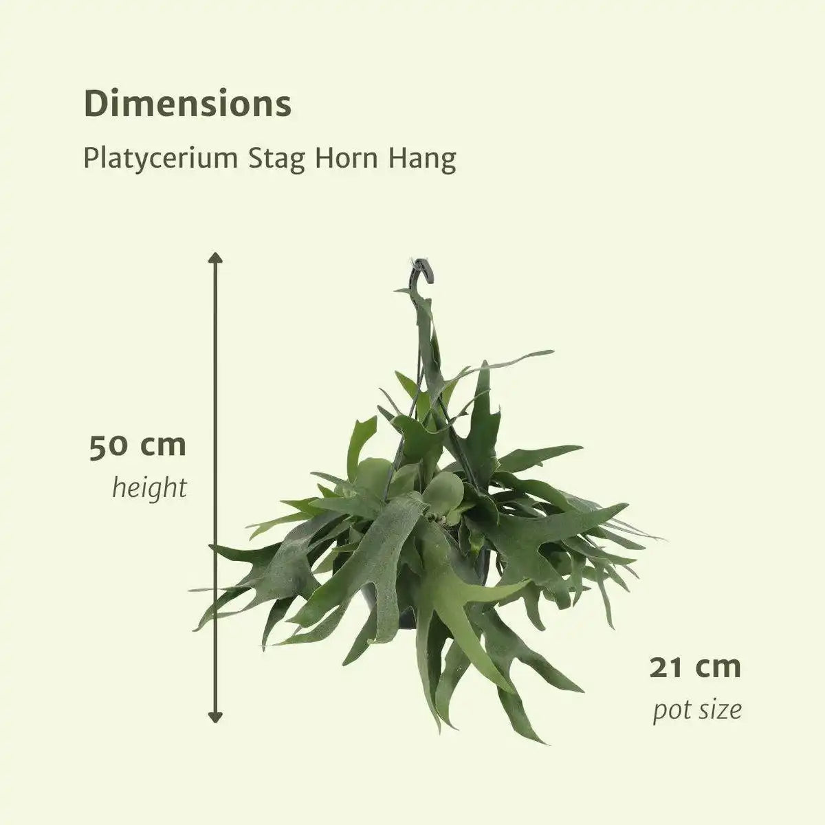 Platycerium Staghorn Hang - Hirschhornfarn - Ø21cm - ↕50cm - HomeDesign Knaus