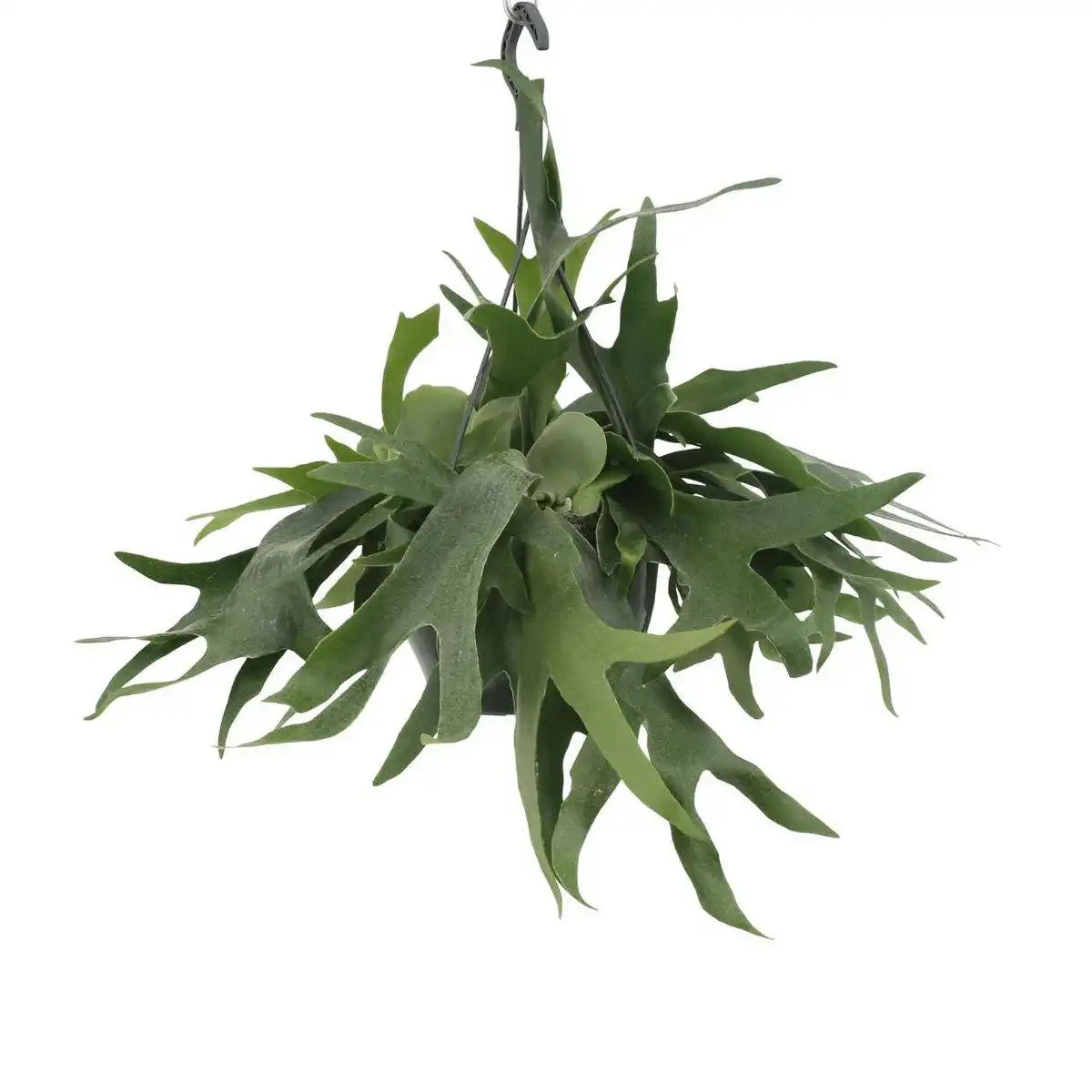 Platycerium Staghorn Hang - Hirschhornfarn - Ø21cm - ↕50cm - HomeDesign Knaus